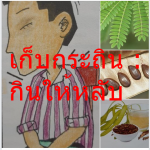 เก็บกระถิน : กินให้หลับ