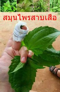 สมุนไพรสาบเสือ