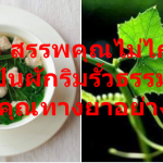 ตำลึง สรรพคุณไม่ไก่กา แม้เป็นผักริมรั้วธรรมดา สรรพคุณทางยาอย่างเยอะ