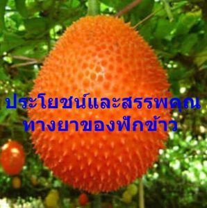 ประโยชน์และสรรพคุณทางยาของฟักข้าว