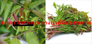 สะเดา สรรพคุณทางยาที่มีต่อสุขภาพ