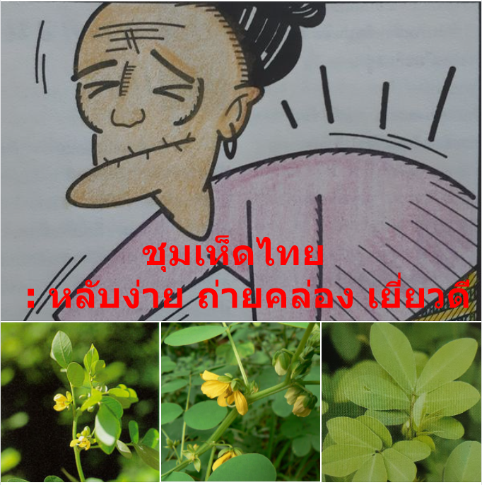 ชุมเห็ดไทย : หลับง่าย ถ่ายคล่อง เยี่ยวดี