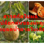 คนสมัยใหม่ป่วยเป็นโรคจากวิถีชีวิต เช่น โรคเบาหวาน