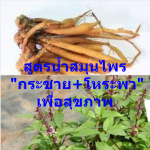 สูตรน้ำสมุนไพร "กระชาย+โหระพา" เพื่อสุขภาพ