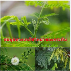 ข้อมูลทางเภสัชวิทยาของกระถิน