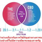 สิ่งที่น่าห่วงเกี่ยวกับการใช้กัญชาทางการแพทย์ในช่วงที่ไม่มีความชัดเจนของภาครัฐ