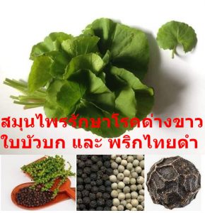 สมุนไพรรักษาโรคด่างขาว ใบบัวบก และ พริกไทยดำ