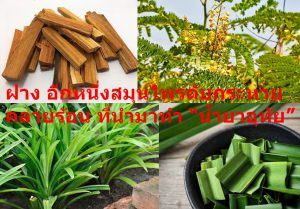 ฝาง อีกหนึ่งสมุนไพรดับกระหาย คลายร้อน ที่นำมาทำ “น้ำยาอุทัย”