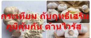 กระเทียม กับฤทธิ์เสริมภูมิคุ้มกัน ต้านไวรัส