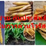 กระชาย กับประสิทธิภาพในการต้านไวรัส..