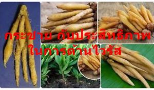 กระชาย กับประสิทธิภาพในการต้านไวรัส