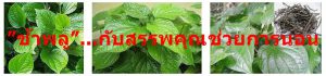 ”ช้าพลู”...กับสรรพคุณช่วยการนอน