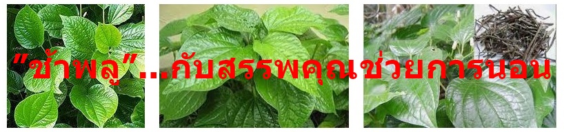 ”ช้าพลู”...กับสรรพคุณช่วยการนอน