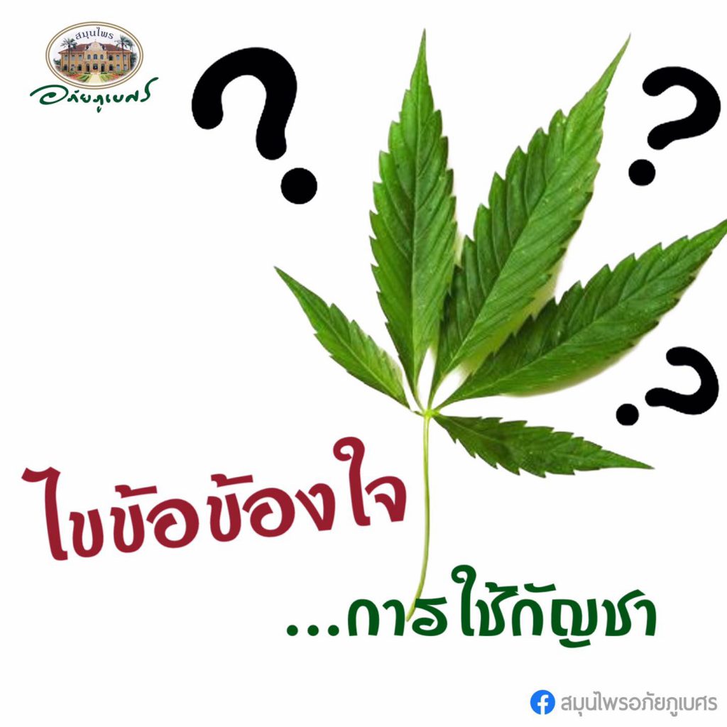 ไขข้อข้องใจ การใช้กัญชา