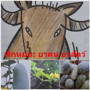 ฟักหม่น: ยาคน ยาสัตว์