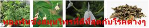 ทองพันชั่งสมุนไพรที่ดีที่สุดกับโรคต่างๆ