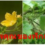 สรรพคุณของฟักเขียว