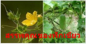 สรรพคุณของฟักเขียว