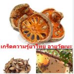 เกร็ดความรู้ยาไทย อายุวัฒนะ