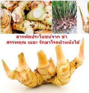 สารพัดประโยชน์จาก ข่า สรรพคุณ เยอะ รักษาโรคผิวหนังได้