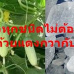 โรคนิ่วทุกชนิดไม่ต้องผ่าตัด “ รักษาด้วยแตงกวากับสารส้ม”