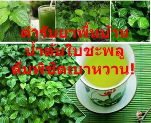 ตำรับยาพื้นบ้าน น้ำต้มใบชะพลู ดื่มพิชิตเบาหวาน!