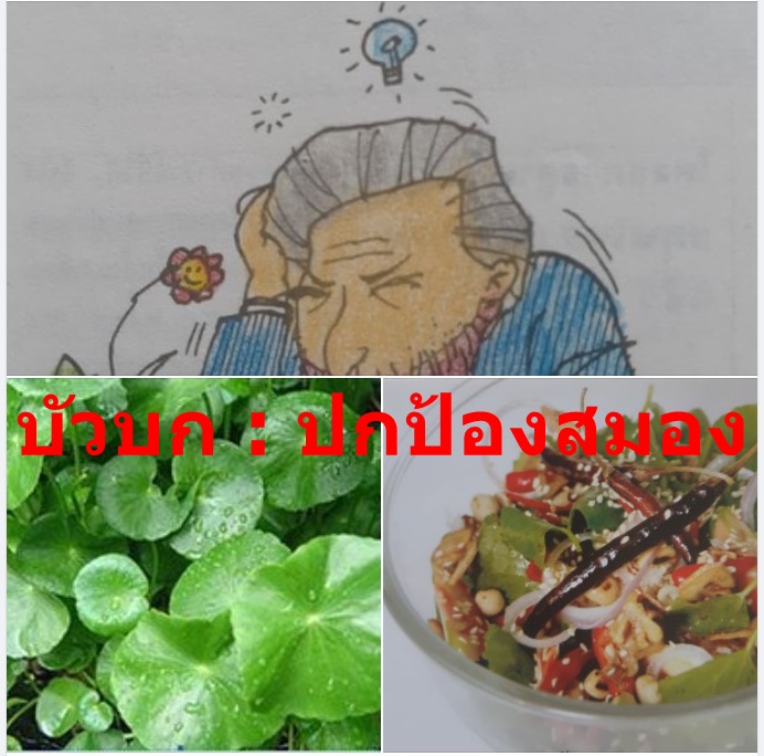 บัวบก : ปกป้องสมอง