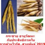 กระชาย อายุวัฒนะ กับประสิทธิภาพในการต้านไวรัส..สายพันธุ์ 2019