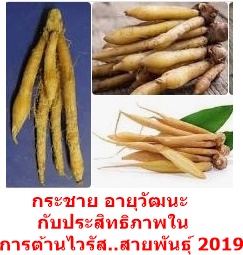 กระชาย อายุวัฒนะ กับประสิทธิภาพในการต้านไวรัส..สายพันธุ์ 2019