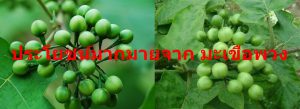 ประโยชน์มากมายจาก มะเขือพวง