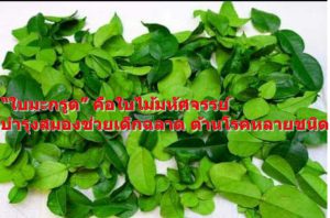 “ใบมะกรูด” คือใบไม้มหัศจรรย์ บำรุงสมองช่วยเด็กฉลาด ต้านโรคหลายชนิด