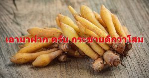 เอามาฝาก ครับ กระชายดีกว่าโสม