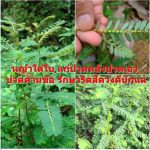 หญ้าใต้ใบ แก้ปวดหลังปวดเอว ปวดตามข้อ รักษาริดสีดวงดีนักแล