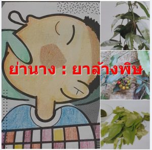 ย่านาง : ยาล้างพิษ