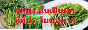 ผักบุ้ง นั้นเป็นผักที่มีประโยชน์มาก
