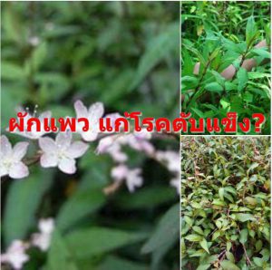 ผักแพว แก้โรคตับแข็ง?