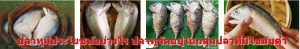 ปลาทูมีประโยชน์อย่างไร ปลาทูจัดอยู่ในกลุ่มปลาที่มีไขมันต่ำ