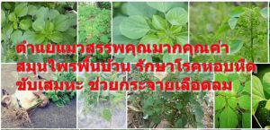 ตำแยแมวสรรพคุณมากคุณค่า สมุนไพรพื้นบ้าน รักษาโรคหอบหืด ขับเสมหะ ช่วยกระจายเลือดลม