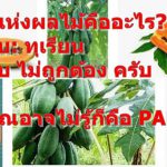 ราชาแห่งผลไม้คืออะไร?