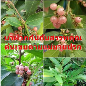 มาฝากกันกับสรรพคุณต้นเขยตายแม่ยายปรก