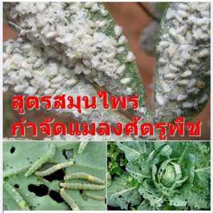 สูตรสมุนไพรกำจัดแมลงศัตรูพืช