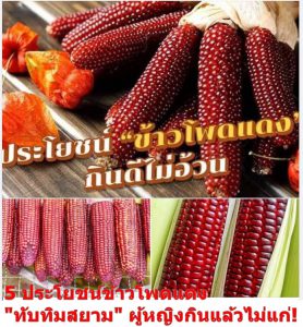 5 ประโยชน์ข้าวโพดแดง "ทับทิมสยาม" ผู้หญิงกินแล้วไม่แก่!