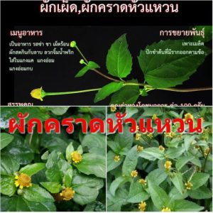 ผักคราดหัวแหวน