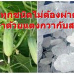 โรคนิ่วทุกชนิดไม่ต้องผ่าตัด “ รักษาด้วยแตงกวากับสารส้ม”