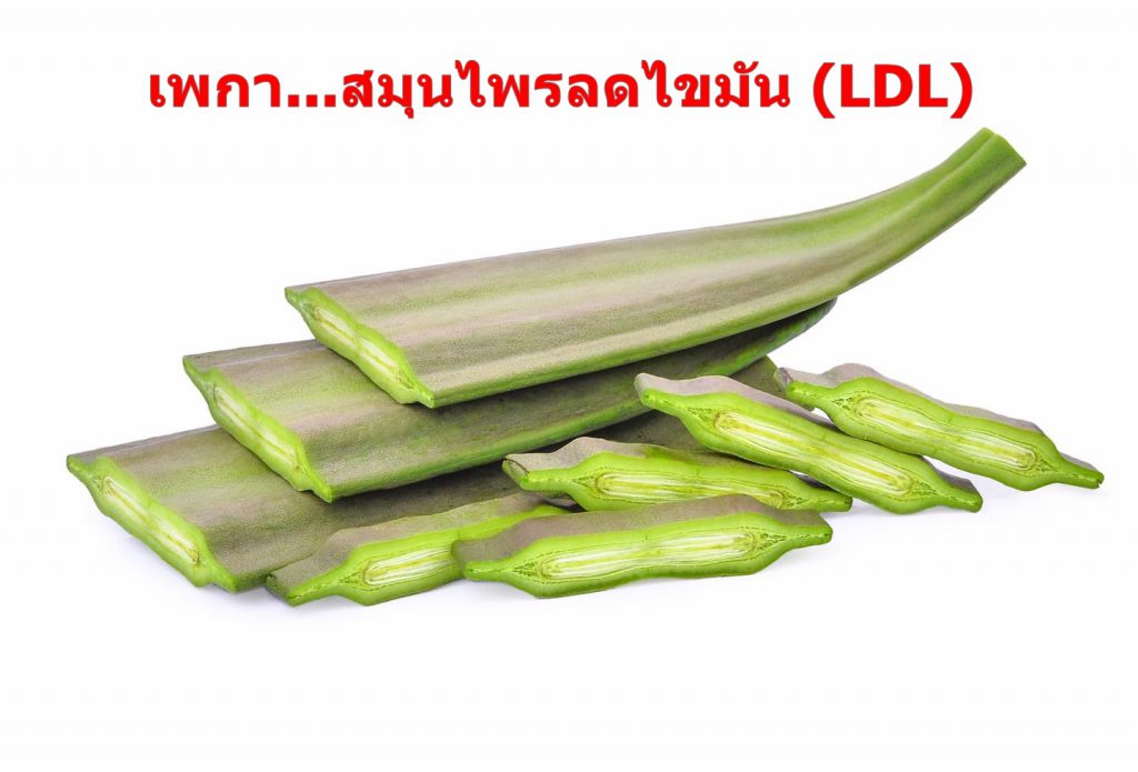 เพกา...สมุนไพรลดไขมัน (LDL)