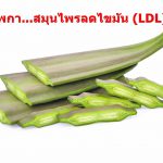 เพกา…สมุนไพรลดไขมัน (LDL)