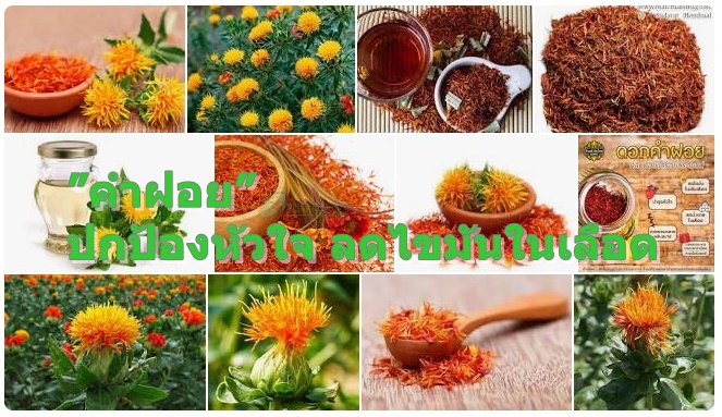 ”คำฝอย” ปกป้องหัวใจ ลดไขมันในเลือด