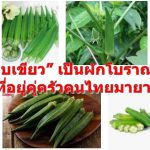 “กระเจี๊ยบเขียว” เป็นผักโบราณพื้นบ้านอีกชนิดที่อยู่คู่ครัวคนไทยมายาวนาน
