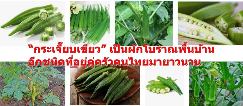 ผัก พื้นบ้าน ไทย voathai