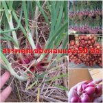 สรรพคุณของหอมแดง 50 ข้อ